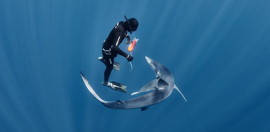 Швейцарська годинникова марка Ulysse Nardin спонсорує вивчення популяції блакитних акул