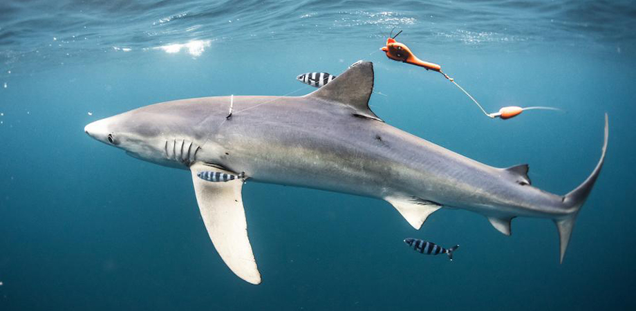 Швейцарская часовая марка Ulysse Nardin спонсирует изучение популяции голубых акул